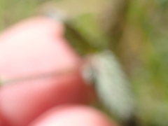 Rhinanthus alectorolophus