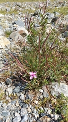 Chamaenerion fleischeri