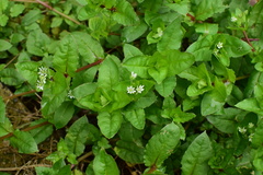 Stellaria aquatica