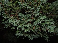 Platycladus orientalis