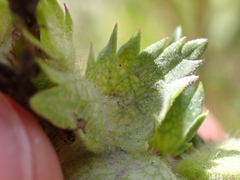 Rhinanthus alectorolophus