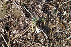 Pancratium maritimum