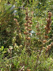 Rhinanthus alectorolophus