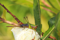 Conocephalus nigropleurum