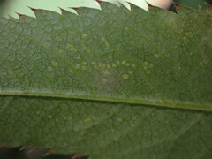 Erysiphe heraclei