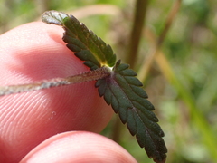 Rhinanthus alectorolophus