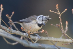 Lophophanes cristatus