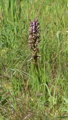 Himantoglossum robertianum