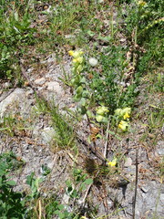 Rhinanthus alectorolophus