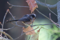 Aegithalos caudatus