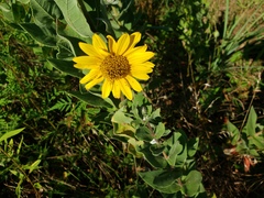 Helianthus
