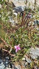 Chamaenerion fleischeri