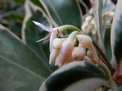 Formicidae