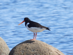 Haematopus ostralegus