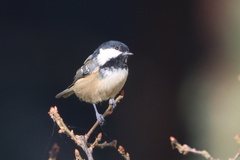 Periparus ater