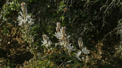 Asphodelus cerasiferus