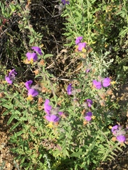 Chaenostoma caeruleum