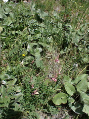 Onobrychis viciifolia