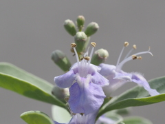 Vitex rotundifolia