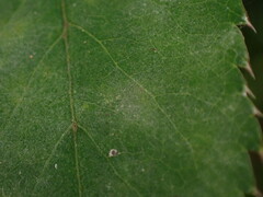 Erysiphe heraclei