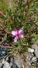 Chamaenerion fleischeri