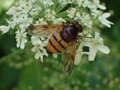 Volucella inanis