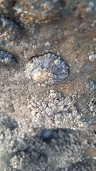 Patellogastropoda