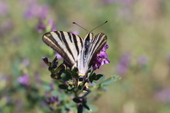 Iphiclides feisthamelii
