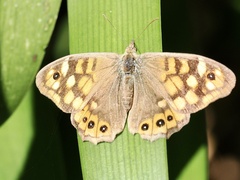 Pararge aegeria