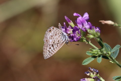 Leptotes pirithous
