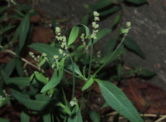 Atriplex patula