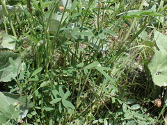 Onobrychis viciifolia
