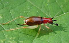 Phyllopalpus pulchellus