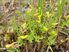 Gratiola aurea