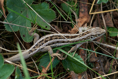 Lacerta agilis