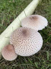 Leucoagaricus americanus
