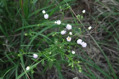 Erigeron strigosus