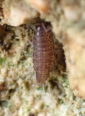 Chaetophiloscia elongata