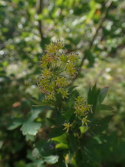 Thalictrum flavum