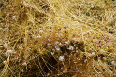Cuscuta epithymum