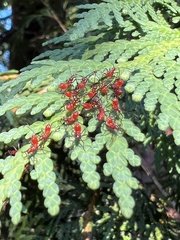 Leptoglossus phyllopus