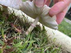 Leucoagaricus americanus