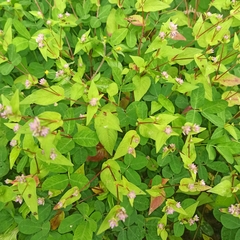 Persicaria nepalensis