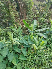 Hedychium coronarium