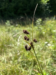 Scirpus atrovirens