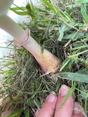 Leucoagaricus americanus