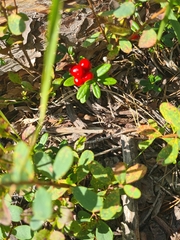 Vaccinium vitis-idaea