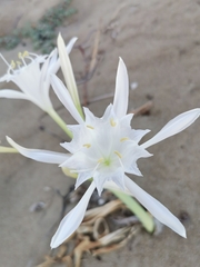 Pancratium maritimum
