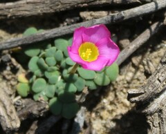 Oxalis fergusonae