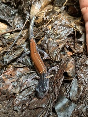 Plethodon yonahlossee